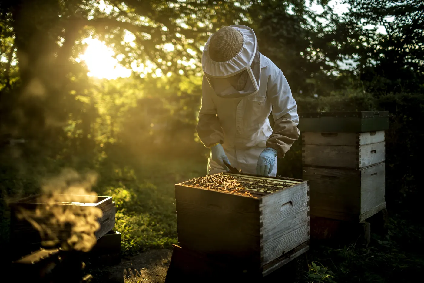 Smaksatt honning i det globale markedet